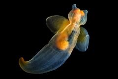 Die Ruderschnecke Clione limacina, auf Russisch wörtlich Meeresengel, ist ein „geflügeltes“ Weichtier, das in den mittleren Wasserschichten schwimmt.