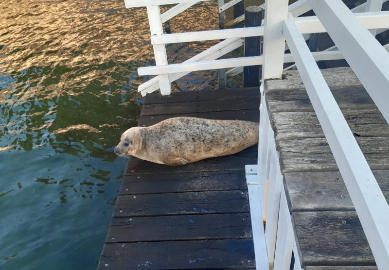 Ein Seehund zu Besuch 1 Ein Seehund zu Besuch 1