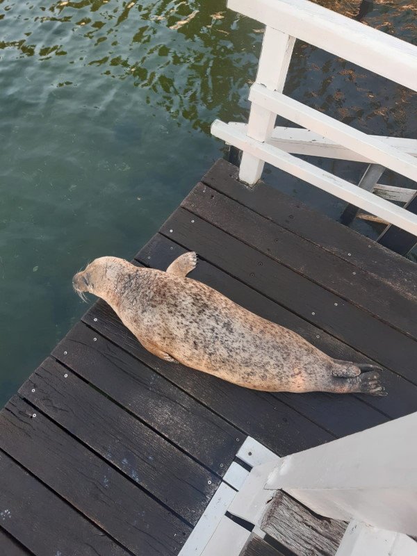 Ein Seehund zu Besuch 2 Ein Seehund zu Besuch 2