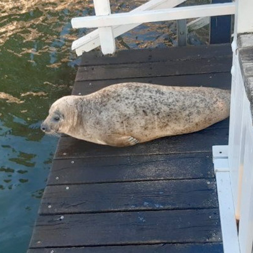 Ein Seehund ruht sich aus 