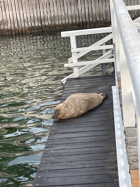 Der Seehund ist wieder da 1