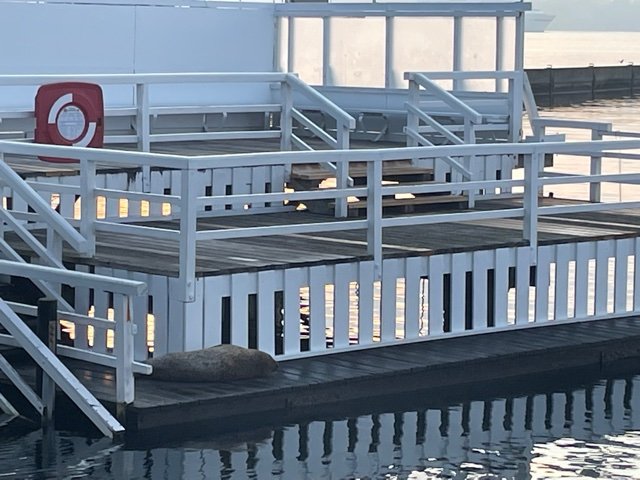 Der Seehund ist wieder da 2