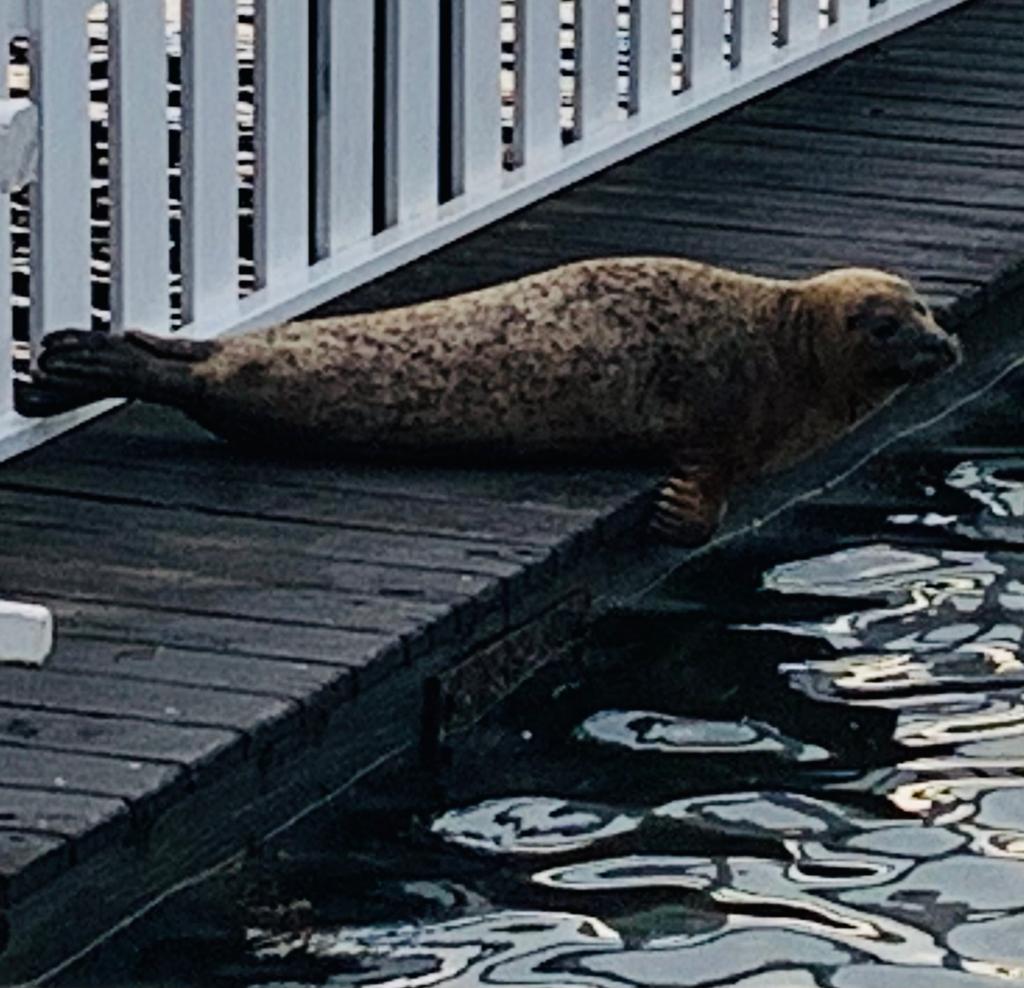 Der Seehund ist wieder da 3