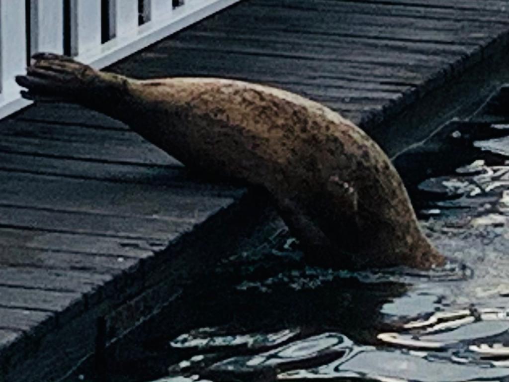 Der Seehund ist wieder da 5