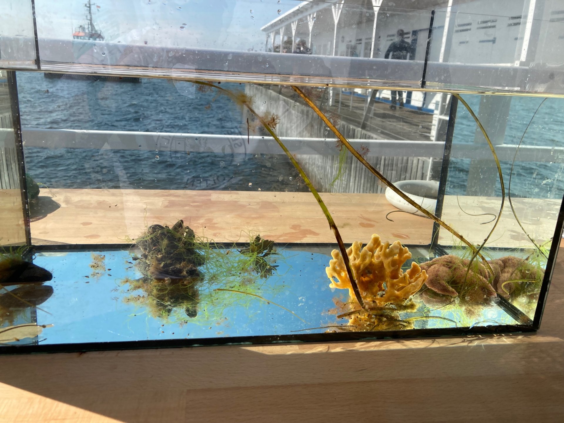 Bewohner der Seebadeanstalt 