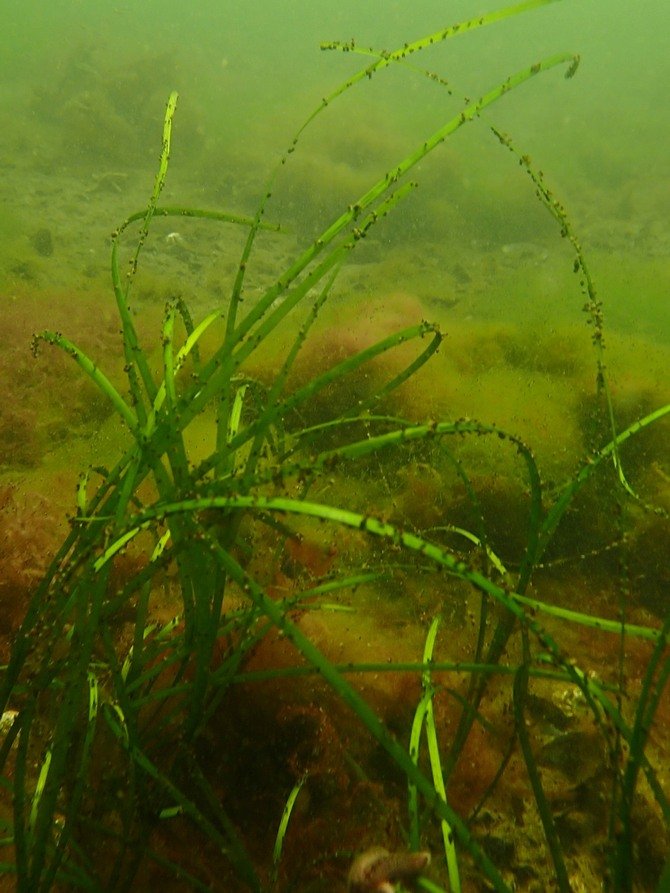 Zostera