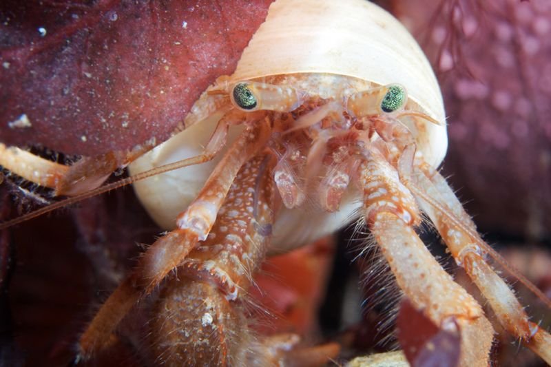 Pagurus – ein Einsiedlerkrebs. Im Lauf ihres Wachstums müssen die Einsiedlerkrebse mehrmals umziehen. Als Behausung nutzen sie gern die leeren Gehäuse von Wellhornschnecken. Pagurus – ein Einsiedlerkrebs. Im Lauf ihres Wachstums müssen die Einsiedlerkrebse mehrmals umziehen. Als Behausung nutzen sie gern die leeren Gehäuse von Wellhornschnecken.